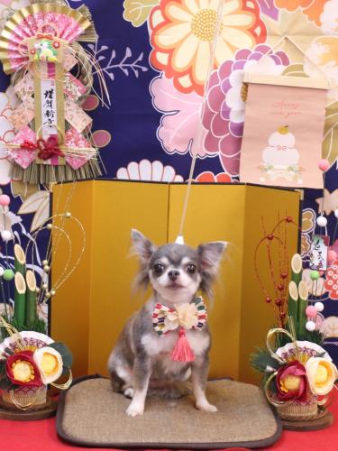 20240105ブルーちゃん